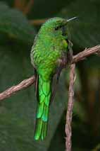 Green-tailed Trainbearer © John Muddeman